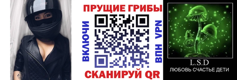 Псилоцибиновые грибы Psilocybine cubensis  Боровичи 
